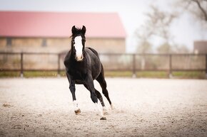 Roční American Quarter Horse black klisna, vnučka Gunnera - 11