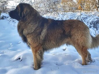 Leonberger s PP - 11