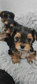 Predám Yorkshire terrier mini - 11