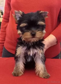 YORKSHIRE TERRIER  s PP - sučky - 11