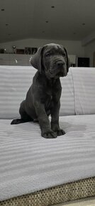 Cane corso s PP - 11