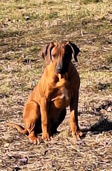 Rhodesian Ridgeback - 11