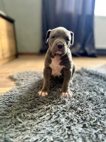 American bully xl / American bully xxl - 11