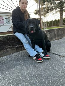 Darujem 3 rocnu fenku otec labrador mama cane corso. - 11