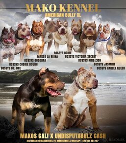 American Bully XL /XXL Pitbull - 11