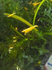 Krevetky neocaridina davidi yellow - 11