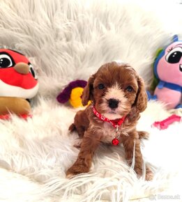 Cavapoo - 11