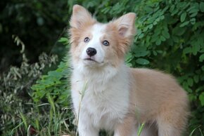 Border kólia bez pp, border collie - 11