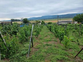 Predaj chaty vo vinárskej oblasti v Šahách, okres Levice - 11