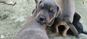 Šteniatka Cane Corso - 11