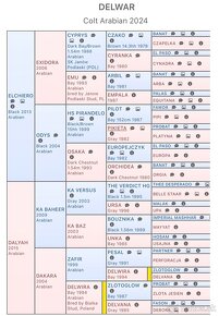 Arabský plnokrvný žrebček (Daliyah/Elchiero) - 11