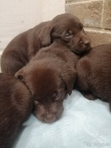 Labrador retriever šteniatka - 11