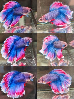 Betta Splendens - Bojovnica Pestrá. - 11