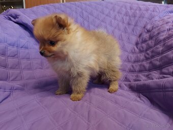 Špic, nemecký špic , oranžový špic, pomeranian - 11