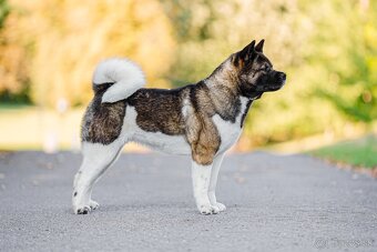 Americká Akita - 11