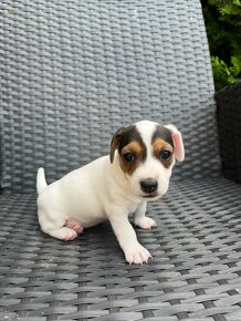 Jack Russel Terier- na predaj - 11