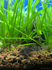 Corydoras paleatus - 11