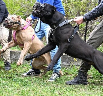 Bandog na krytie - 11