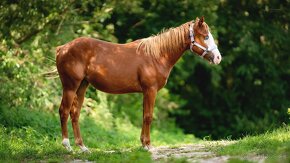 Téměř dvouletá Quarter Horse klisna, nominována na Futurity - 11