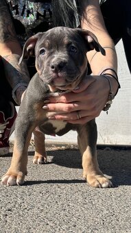 American Bully pocket - 11