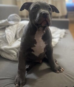 American bully xl/xxl - 11