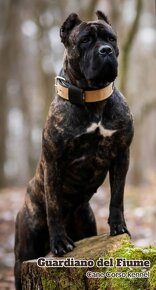 Cane Corso šteniatka s PP - 11