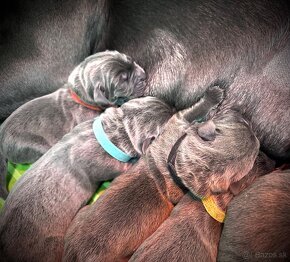 Šteniatka Cane Corso s PP FCI - 11