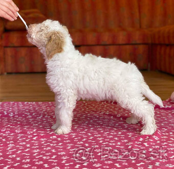 LAGOTTO ROMAGNOLO STENIATKA - 11