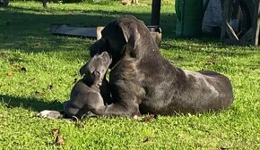 Cane Corso šteniatka - 11