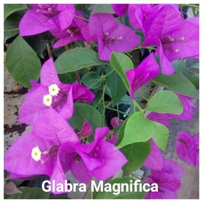 Bougainvillea,( bougainvillea , bugenvilea , bugenvila ) - 11