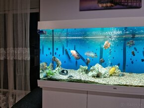 Predam akvarium juwel 450l - 11