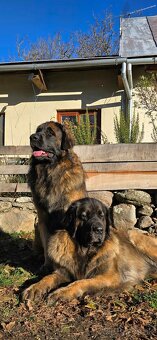 Leonberger s PP - 11