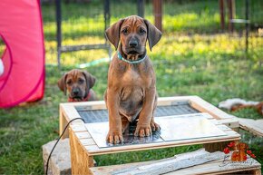 Rhodesian Ridgeback/Rodézsky riďžbek šteniatka s PP - 11