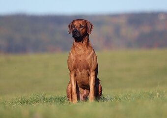 Rodézsky Ridgeback - 11