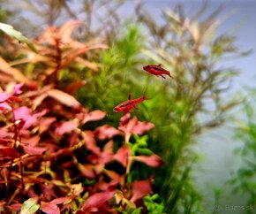 Akvarium REZERVOVANÉ - 11