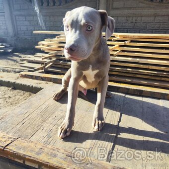 Americký pitbulterier pitbul pitbull silver lilac rare Top - 11