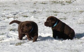 Labrador retriever -  čokoládové šteniatka s PP - 11