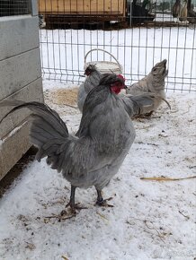 Araucana levandulova kohutiky - 11