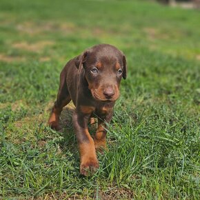 Doberman šteniatká - 11