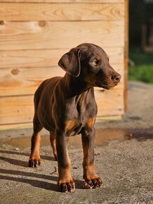 Doberman šteniatká - 11