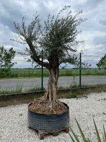 Olivovník európsky / olea europaea - 11