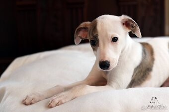 Whippet male - 11