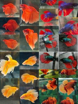 Betta Splendens - Bojovnica Pestrá - 11