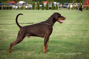 šteniatka dobermanov - Chovateľská stanica - 11