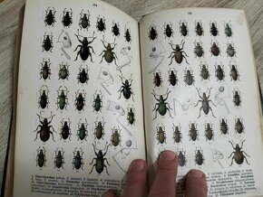 Fauna germanica. Die Käfer des Deutschen Reiches.--I.až V.-- - 11