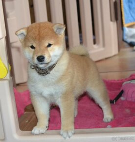 Shiba inu  s PP - 11