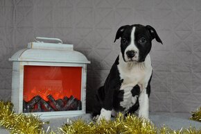 Americký stafordšírsky teriér s PP Amstaff - 11