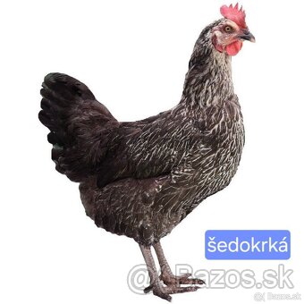 Mládky sliepok dominant a leghorn - 11