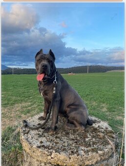 Šteniatka Cane Corso - 11