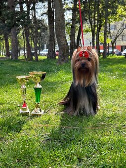 Yorkshire terrier, mini york, jorkšírsky teriér - 11